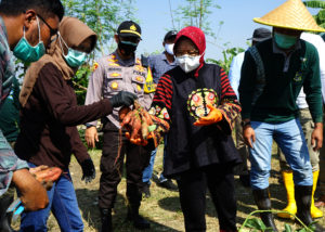 Wali Kota Surabaya Tri Rismaharini bersama jajarannya panen raya Ketela Rambat Madu, Ketela Pohon, hingga panen Lele besar di lahan bekas tanah kas desa (BTKD) Kelurahan Jeruk, Kecamatan Lakarsantri, Surabaya, Rabu (23/9). 